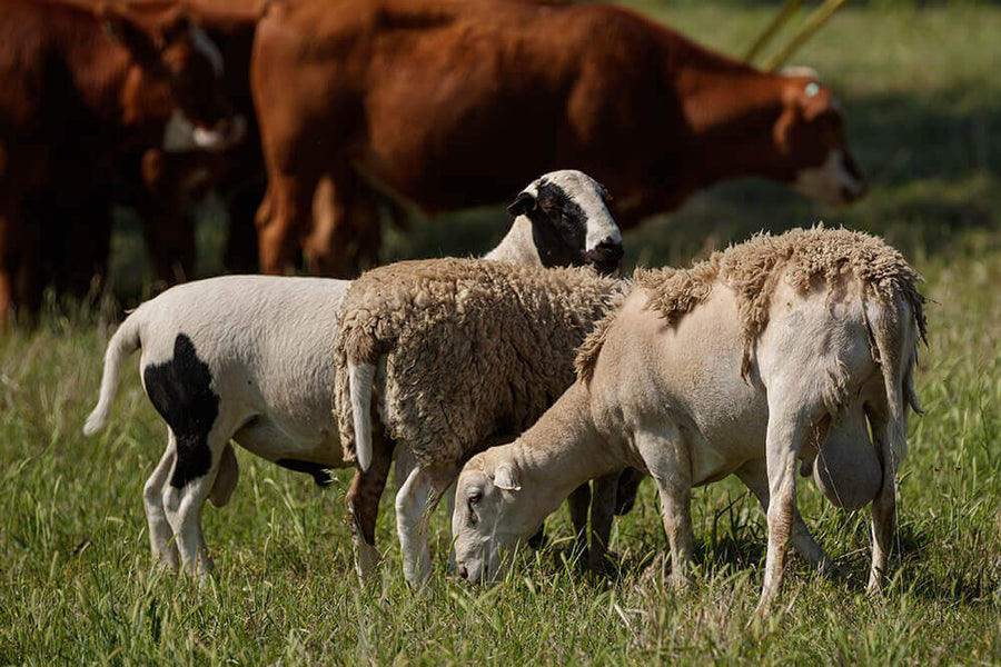 Three hair sheep graze with cattle grazing in the same area in the background of the picture to demonstrate the benefits of grazing with a "diversify species" approach.