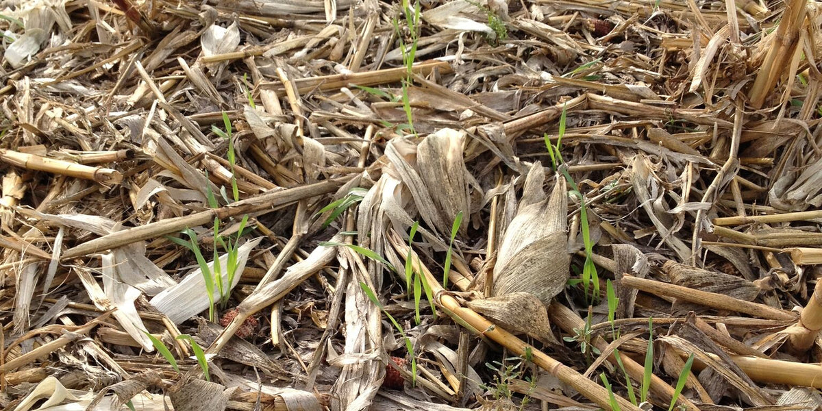 Keep the Soil Covered: The Power of Soil Armor