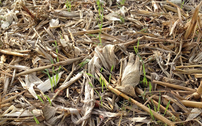 Keep the Soil Covered: The Power of Soil Armor