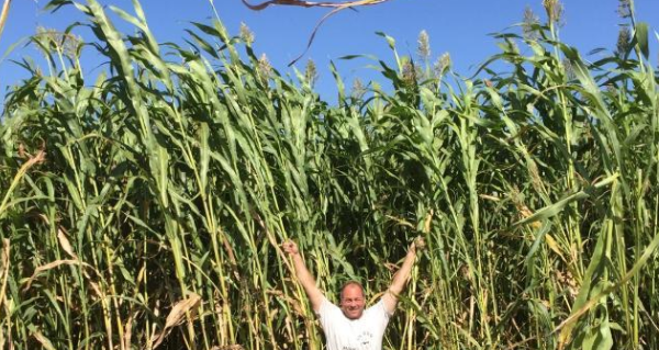 Choosing the Best Sorghum Forage Variety
