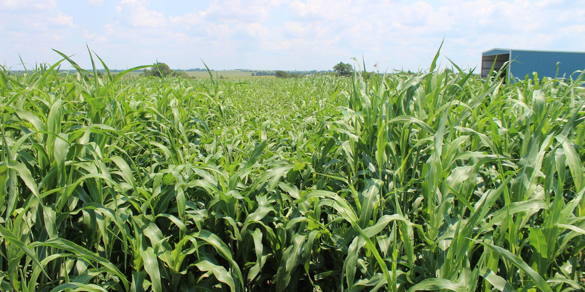 Managing Prussic Acid in Sorghum Forages
