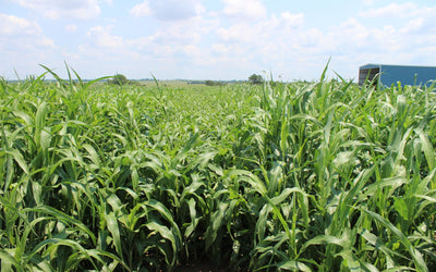 Managing Prussic Acid in Sorghum Forages