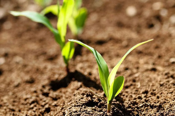 Herbicide Test Kit