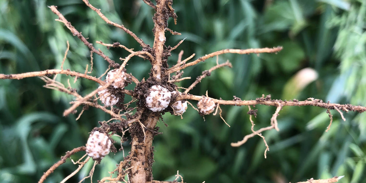FAQ - How much nitrogen will this cover crop produce?