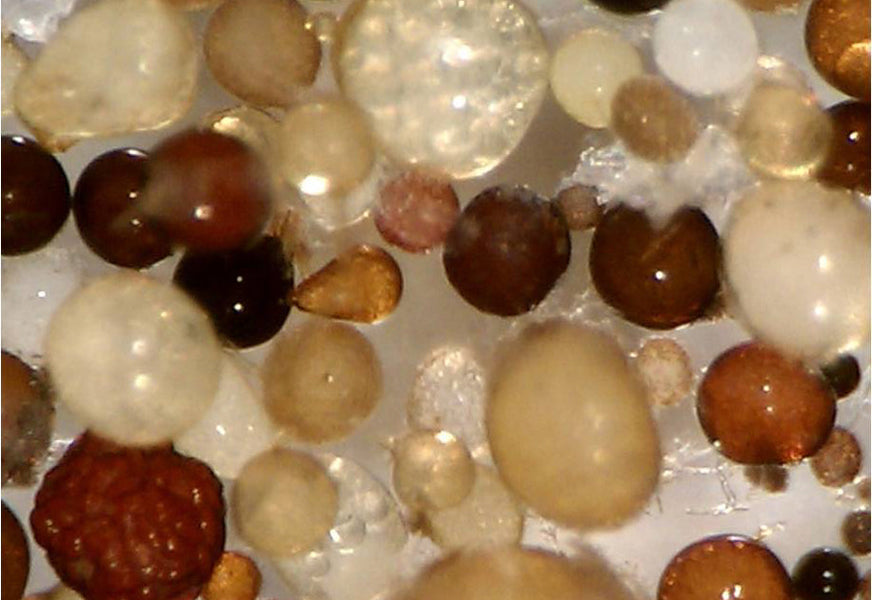 Spores of Arbuscular Mycorrhizal Fungi