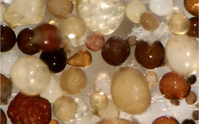 The Soil Biology Library: Key Reads from Wendy Taheri, PhD