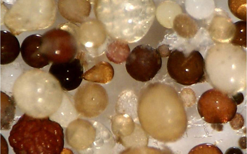 The Soil Biology Library: Key Reads from Wendy Taheri, PhD