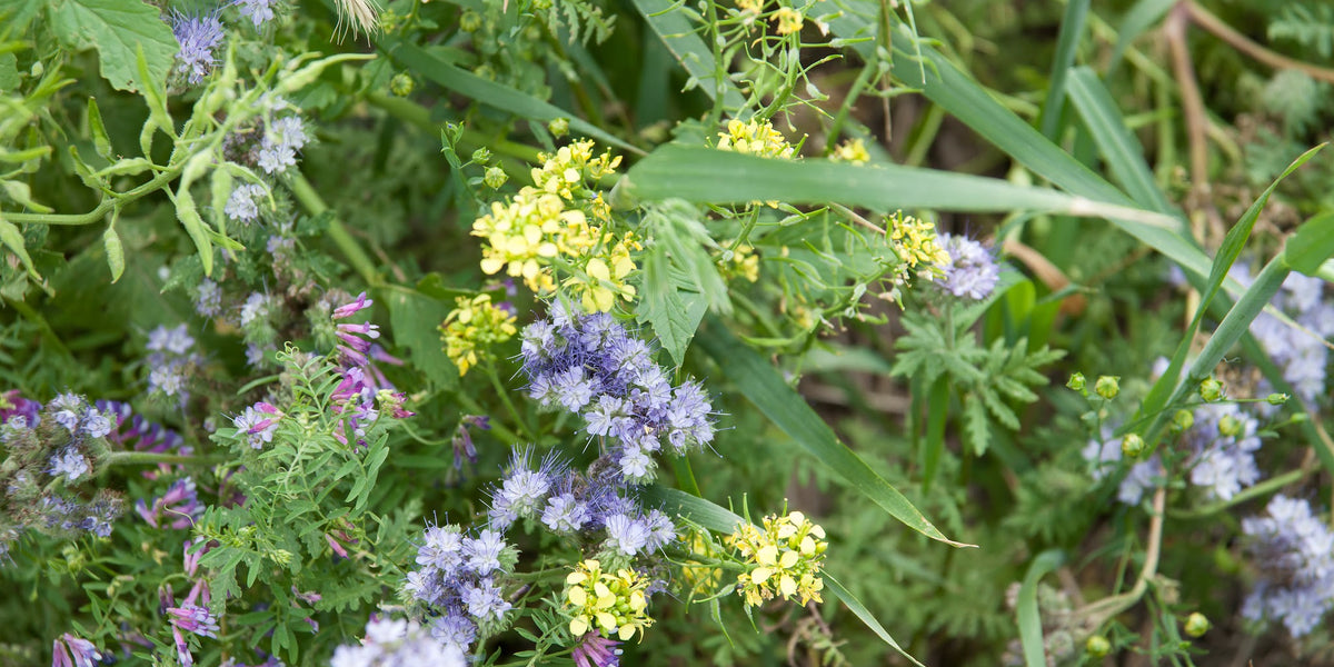 Maximizing Biodiversity