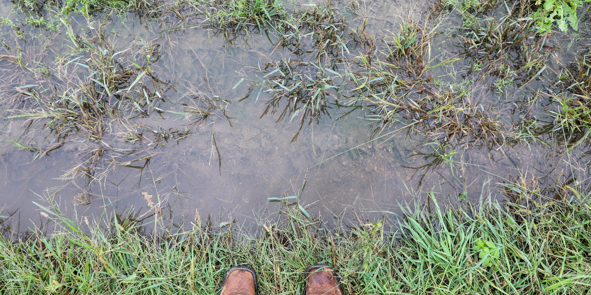 Photo of standing water over bare soil