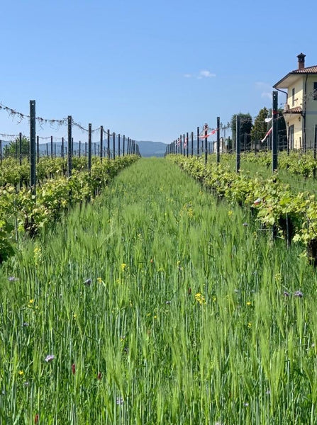 The Above-Ground Ecological Influence of Cover Crops