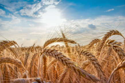 After Wheat Pasture