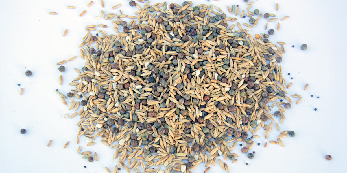 A diverse mix of cover crop seeds