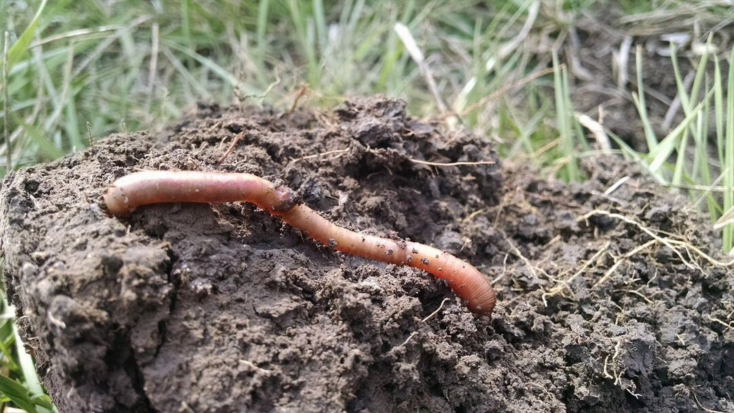 Cover crops and biologicals: a match made… in the soil