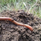 Cover crops and biologicals: a match made… in the soil