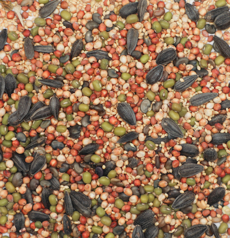 Post-Wheat Cover