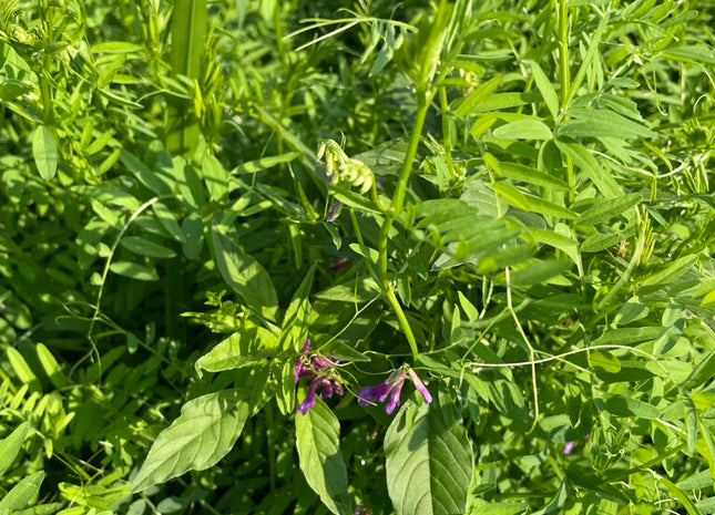 Hairy Vetch (MT)