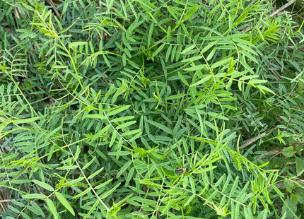 Hairy Vetch (MT)