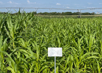 Grazing Popcorn (Non-GMO)