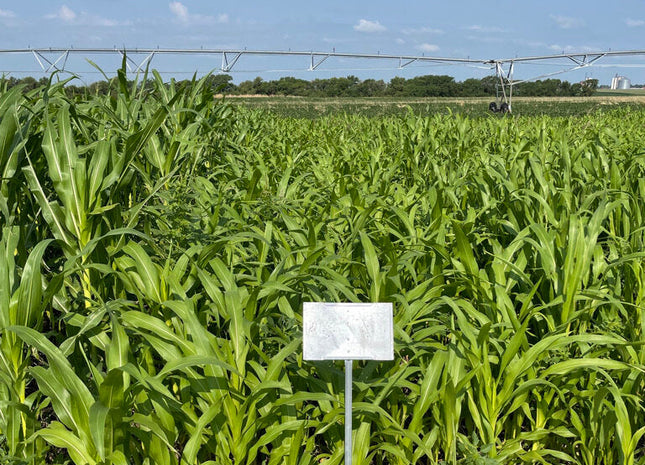 Grazing Popcorn (Non-GMO)