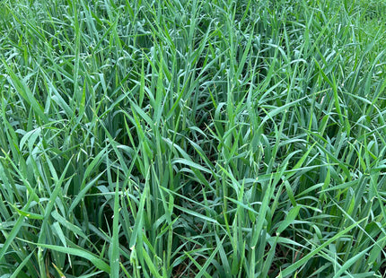 Spring Oats (Rushmore)
