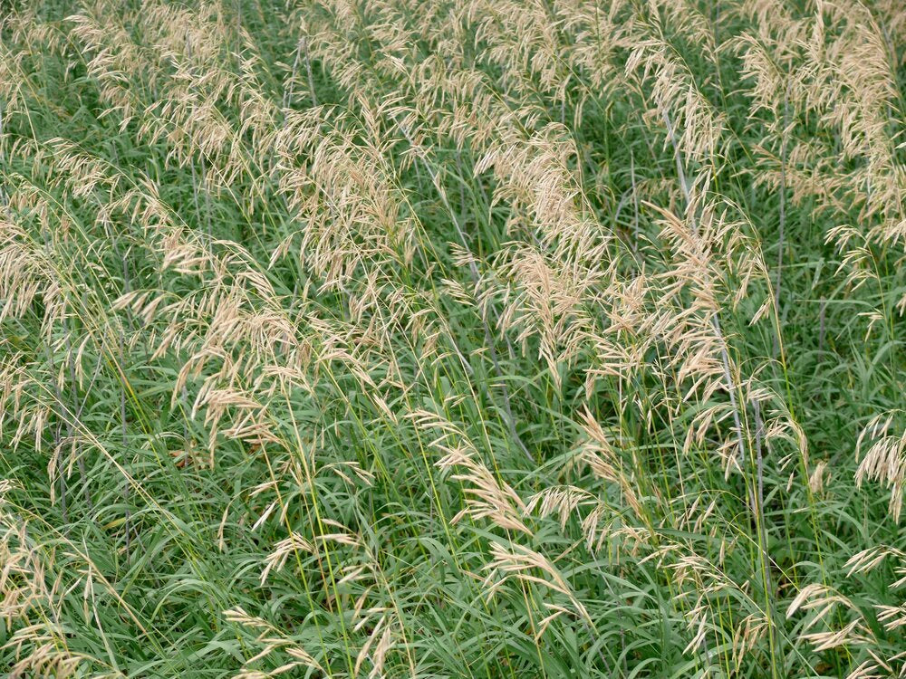 planting brome seed Smooth Bromegrass – Green Cover