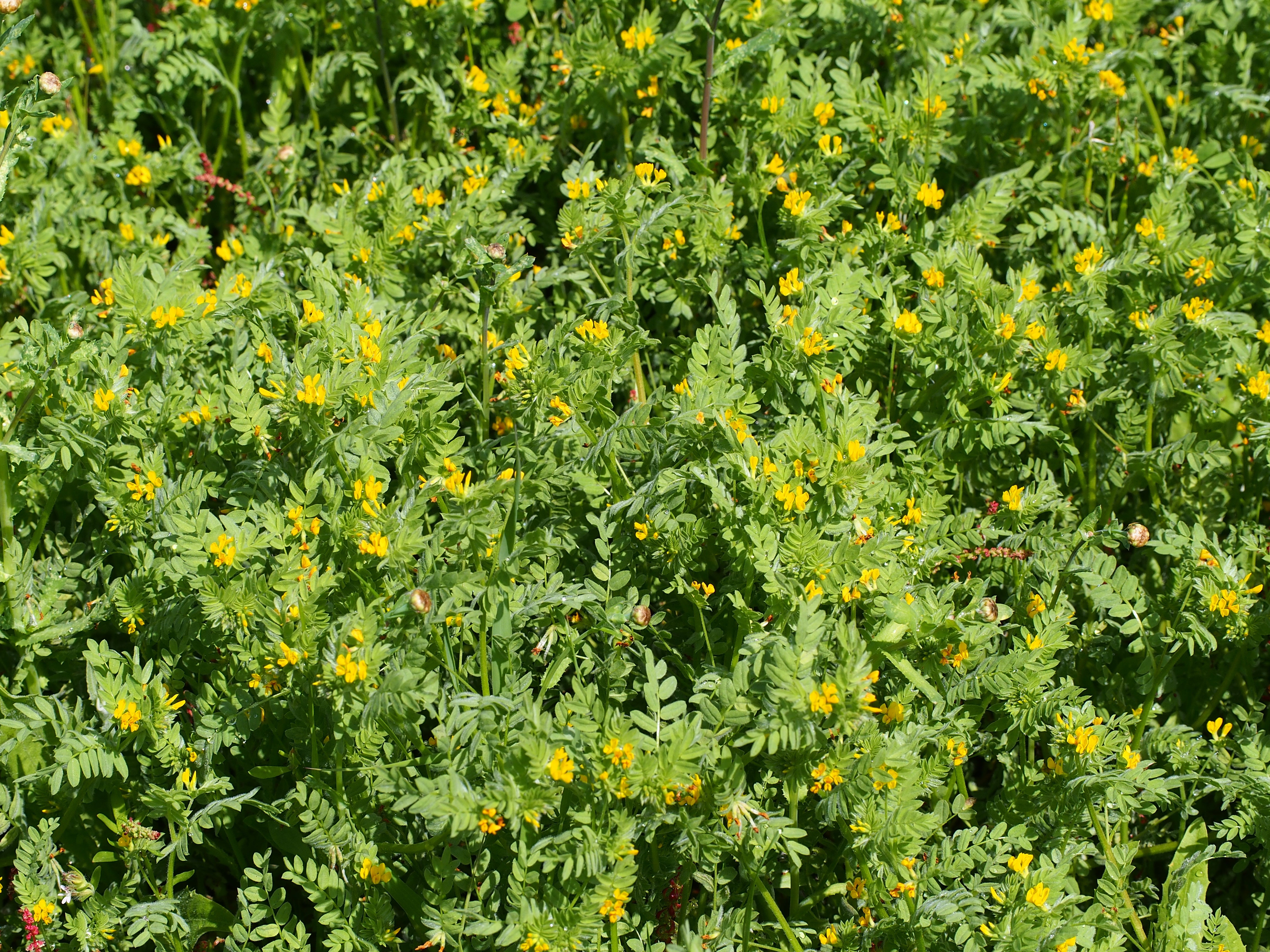 sera seed plant Serradella – Green Cover