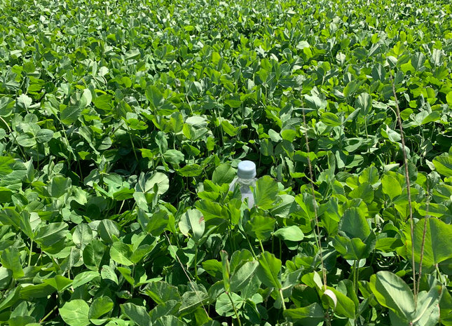 Red Clover (Medium - Big Red) - OMRI Inoculated