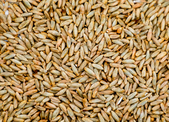 Cereal Rye (Cardinal)