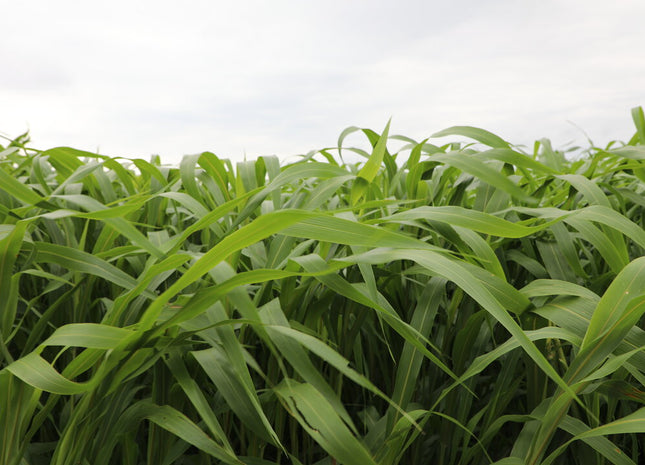 Sorghum Sudan (Cattle Cover BMR MS)