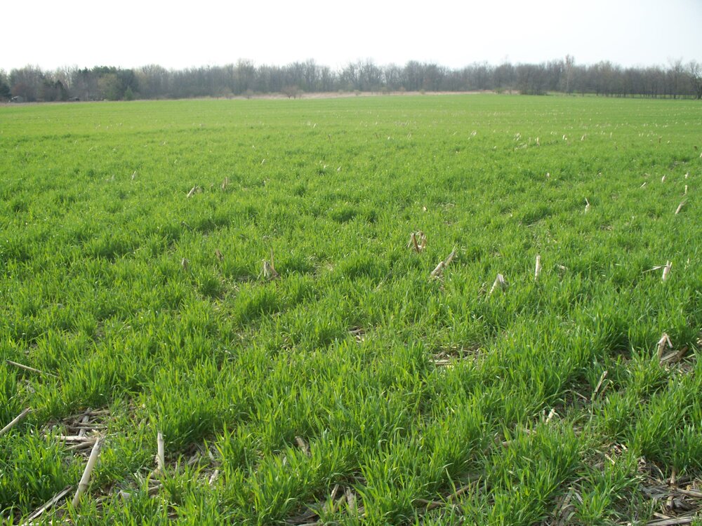 Green Fall Rye Cereal Rye (Hazlet) – Green Cover
