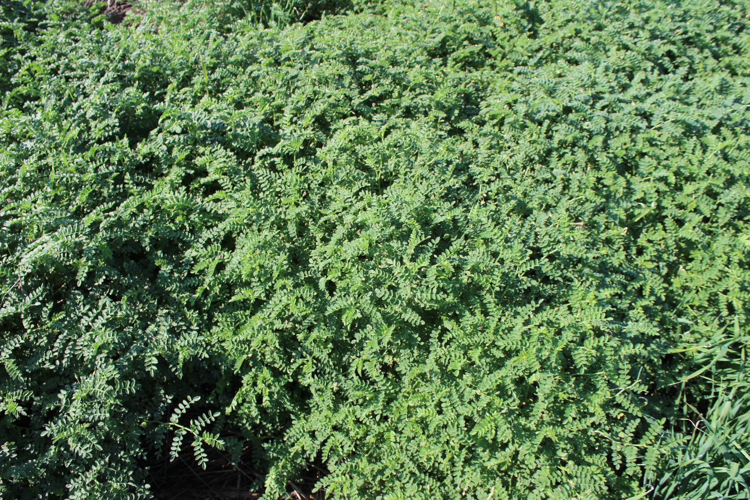 Chickpeas (Desi) – Green Cover
