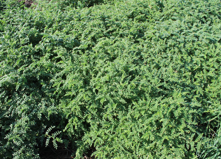 Chickpeas (Desi)