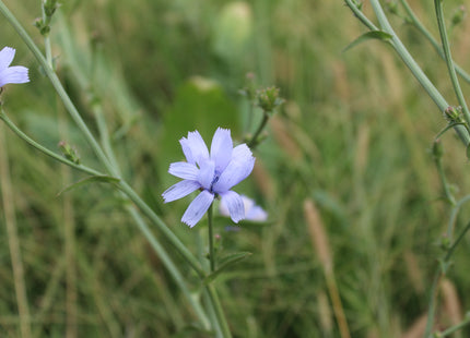 Chicory (Antler)