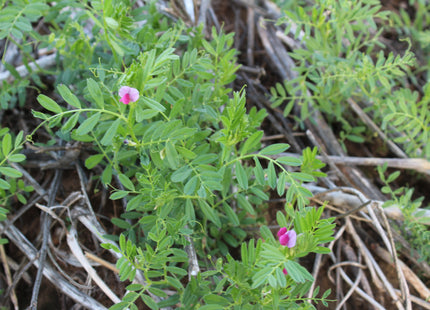 Common Vetch