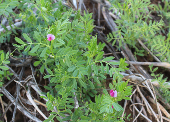 common vetch herbicide Common Vetch – Green Cover