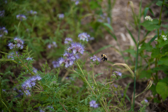 Attract Pollinators