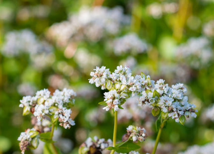 Organic Mancan Buckwheat