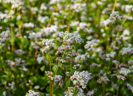Organic Mancan Buckwheat