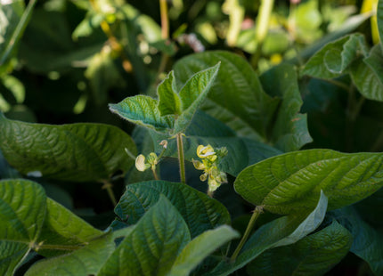 Mung Beans