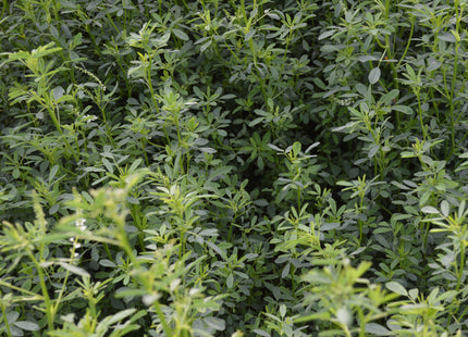 Sweet Clover (Hubam White) - OMRI Inoculated