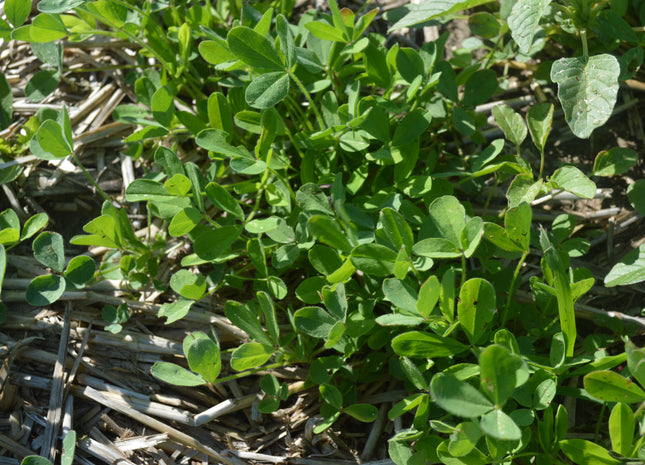 Berseem Clover (Frosty) - OMRI Inoculated