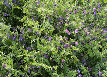 Hairy Vetch (Winter Warrior)