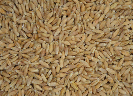 Triticale (SY TF 813 Triticale) - PVP