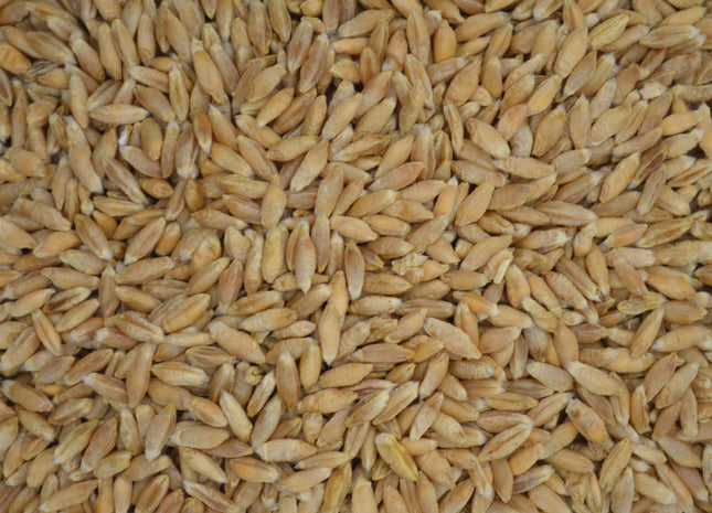 Triticale (SY TF 813 Triticale) - PVP