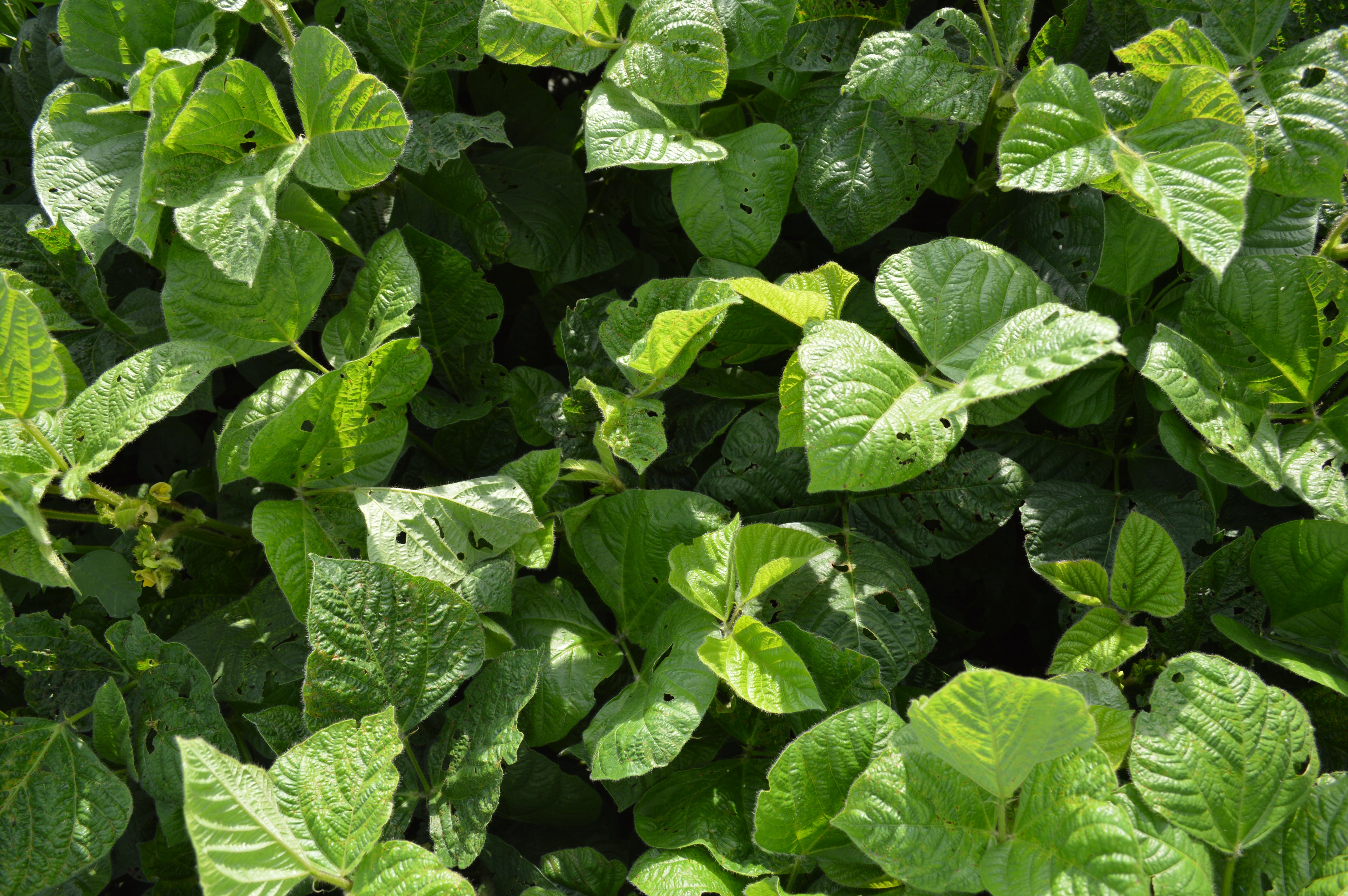 Mung Beans