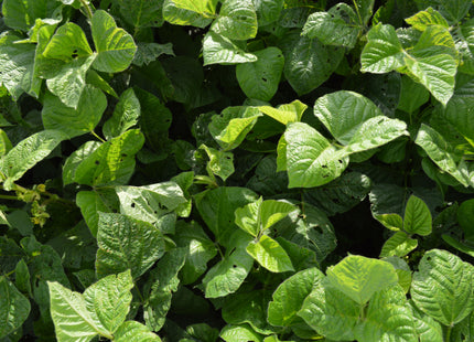 Mung Beans