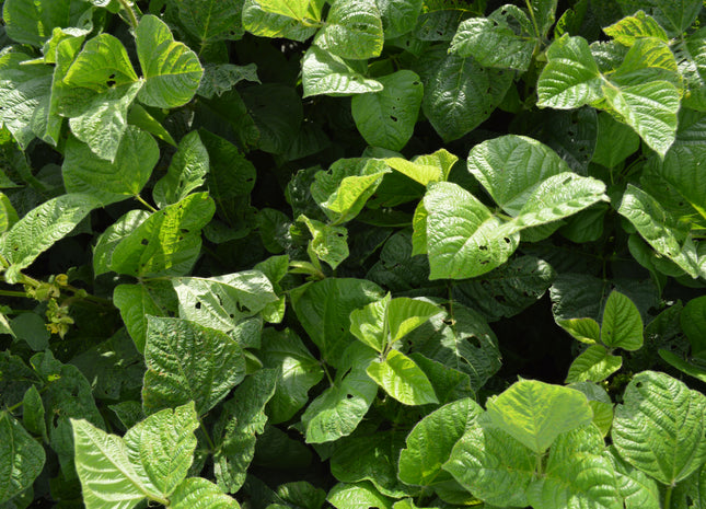Mung Beans
