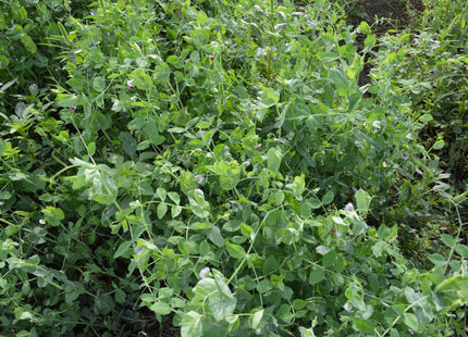 Spring Forage Pea (4010 Non-GMO)