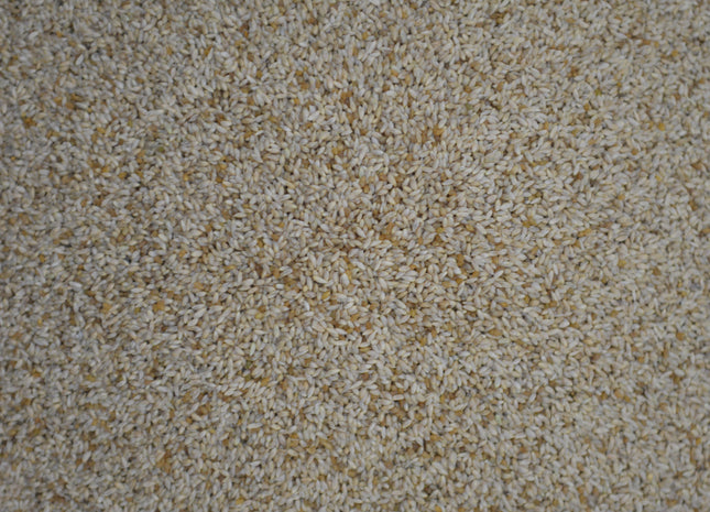 Timothy Grass (Climax)