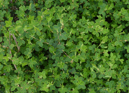 Korean Lespedeza